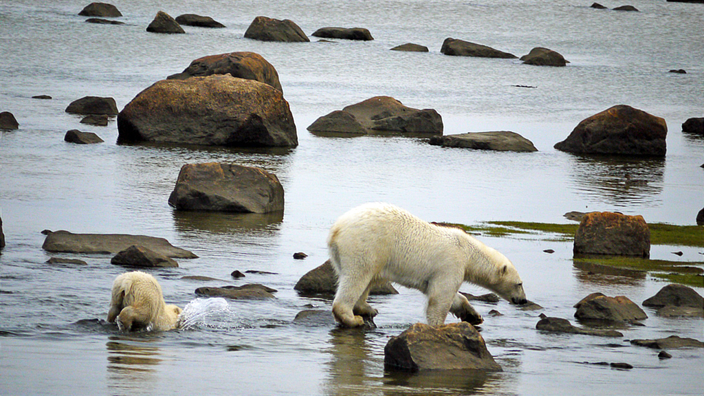 Oops! Young polar bear cub does impromptu dive into Hudson Bay as Mom tiptoes over rocks at Seal River.