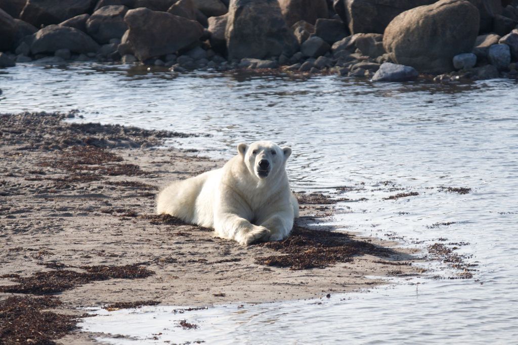 Polar bears like to relax on hot summer days too!