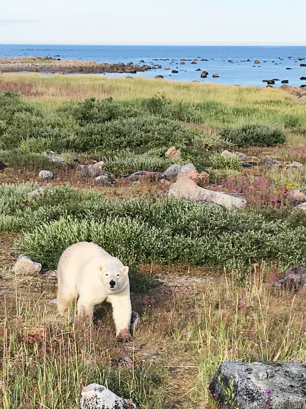 Bear. Tundra. Beach. Bay. Seal River Heritage Lodge. Photo courtesy of guest Ann Wiley.