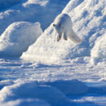 Pouncing Arctic fox at Seal River Heritage Lodge on the ice. Andy Skillen photo.