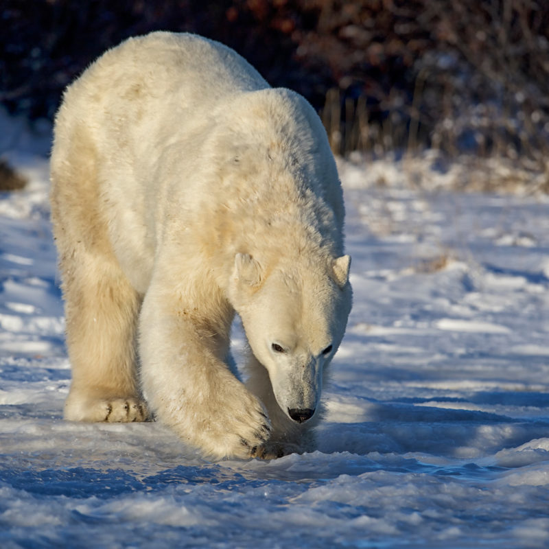 Andy Skillen returns to lead fall Polar Bear Photo Safaris at Churchill ...