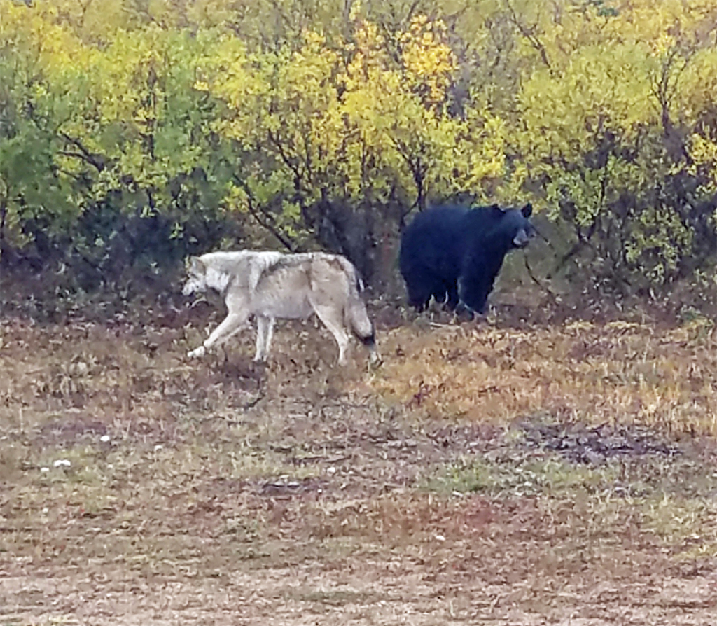 Black bear eyes wolf at Nanuk Polar Bear Lodge. Terry Elliot photo.