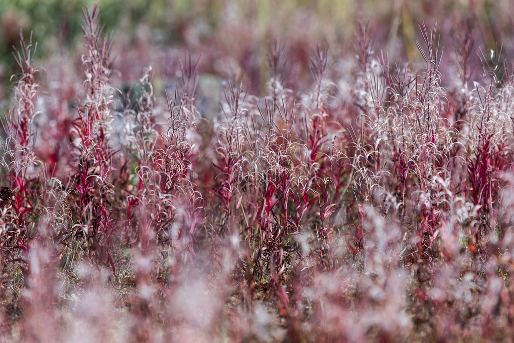 Fireweed seeds are now blowing in the Arctic wind, finding homes for next year.