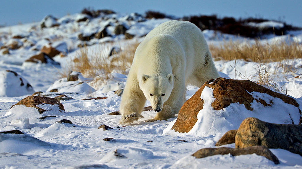 10 Cool Facts about Polar Bears