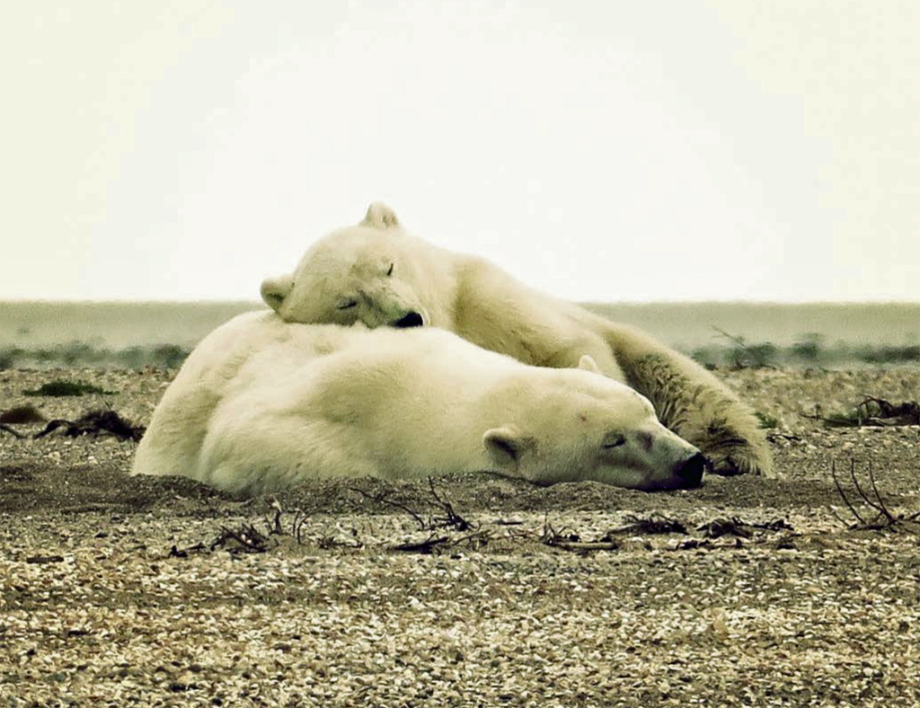 Mom and cub on the beach at Nanuk Polar Bear Lodge. Donna Racheal photo.