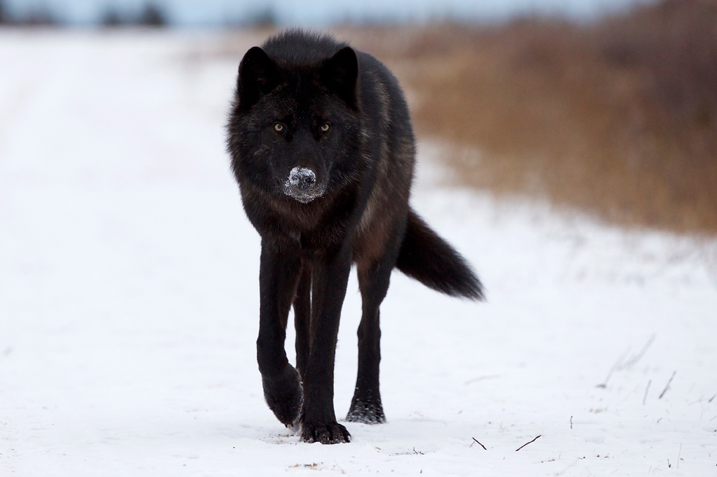 Lone wolf at Nanuk Polar Bear Lodge. Andy Skillen photo.