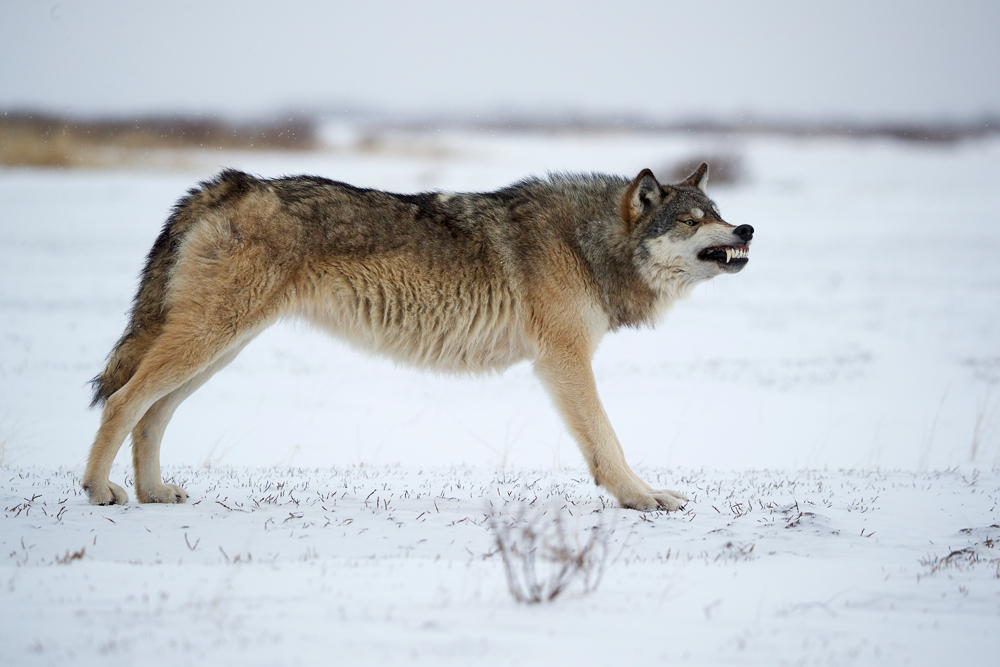 Wolf stretching. Nanuk Polar Bear Lodge. Andy Skillen photo.