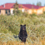 Black bear pops up at Nanuk Polar Bear Lodge.