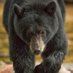 Black bear in B.C.