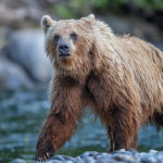 Grizzly bear in Great Bear Rainforest.