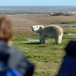 Polar bear between guests at Nanuk Polar Bear Lodge.