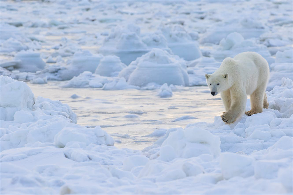Polar bear navigates the ice at Seal River Heritage Lodge. Photo by Robert Postma courtesy of Lonely Planet.