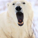 Polar bear shows teeth at Seal River Heritage Lodge.