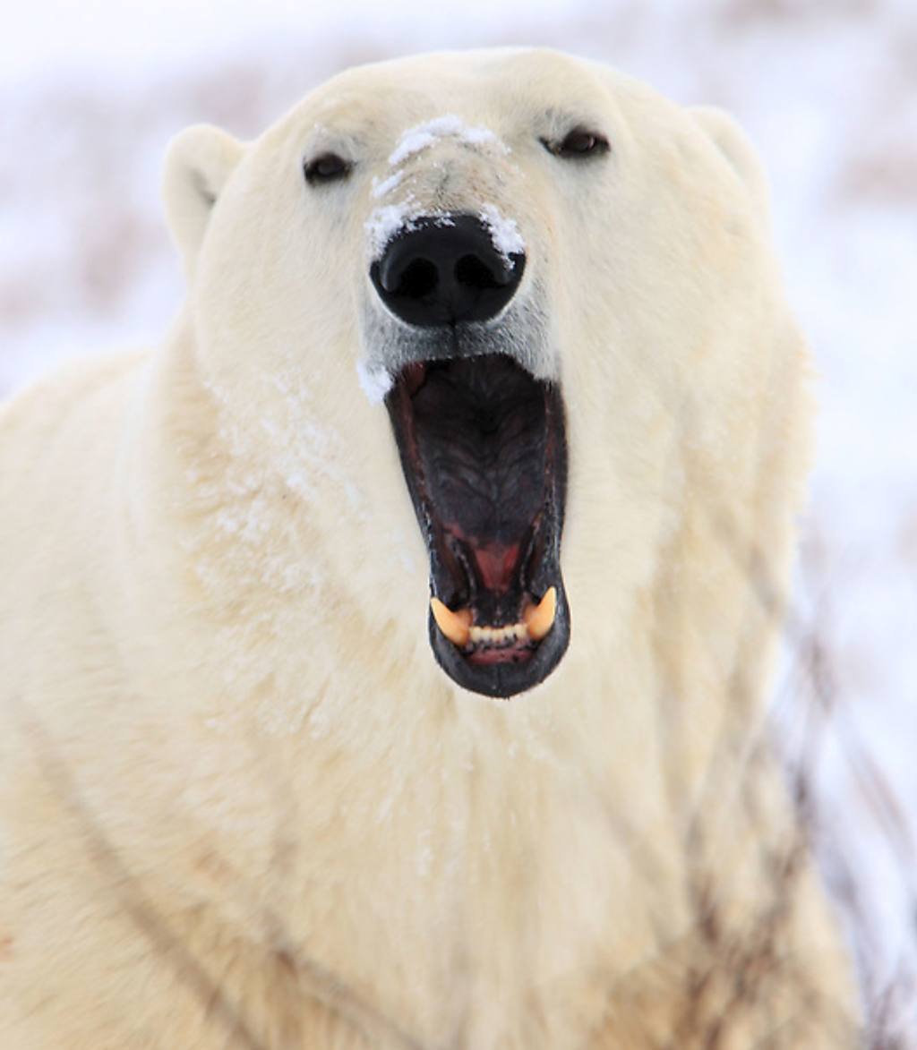 Teeth. Seal River Heritage Lodge. Polar Bear Photo Safari. Robert Postma photo.