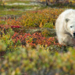 Polar bear cub in fall colours at Seal River Heritage Lodge.