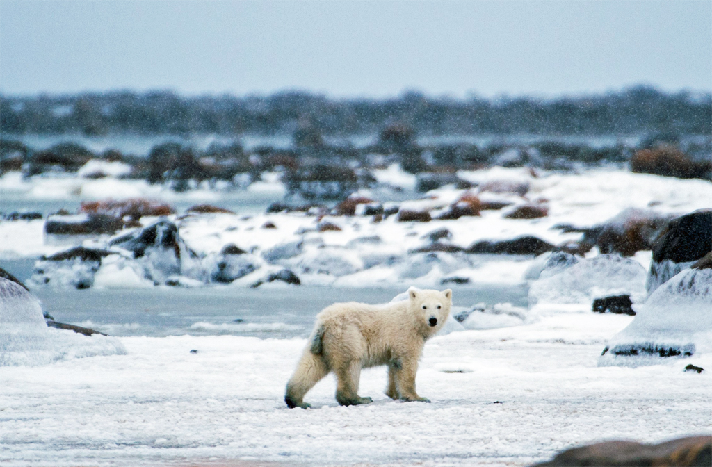 Polar bear welcomes guests as fall season kicks off at Seal River Heritage Lodge