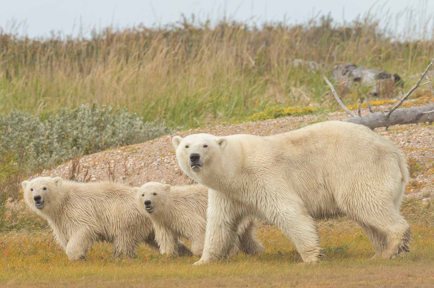 Polar bear family at Nanuk Polar Bear Lodge.