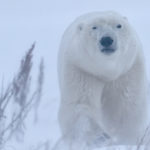 Polar bear emerges from snow at Dymond Lake Ecolodge. Great Ice Bear Adventure. Robert Postma photo.