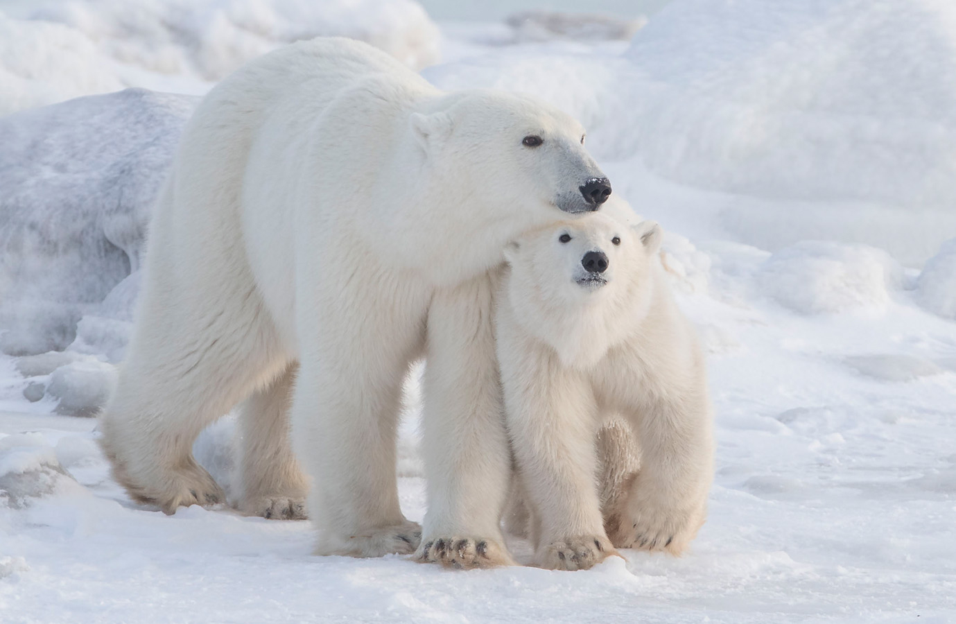 Polar bear Mom and cub at Seal River Heritage Lodge.
