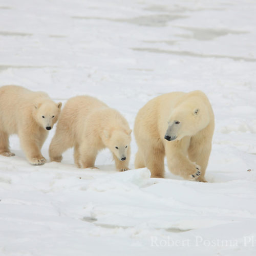 Christmas. A Polar Bear Family Album. - Churchill Wild Polar Bear Tours