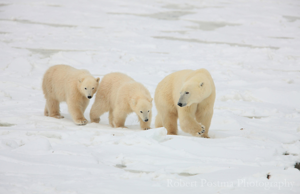 Polar bear Mom and cubs at Churchill Wild.