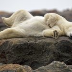 Polar bear napping at Seal River Heritage Lodge.