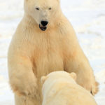 Polar bears sparring at Dymnd Lake Ecolodge.