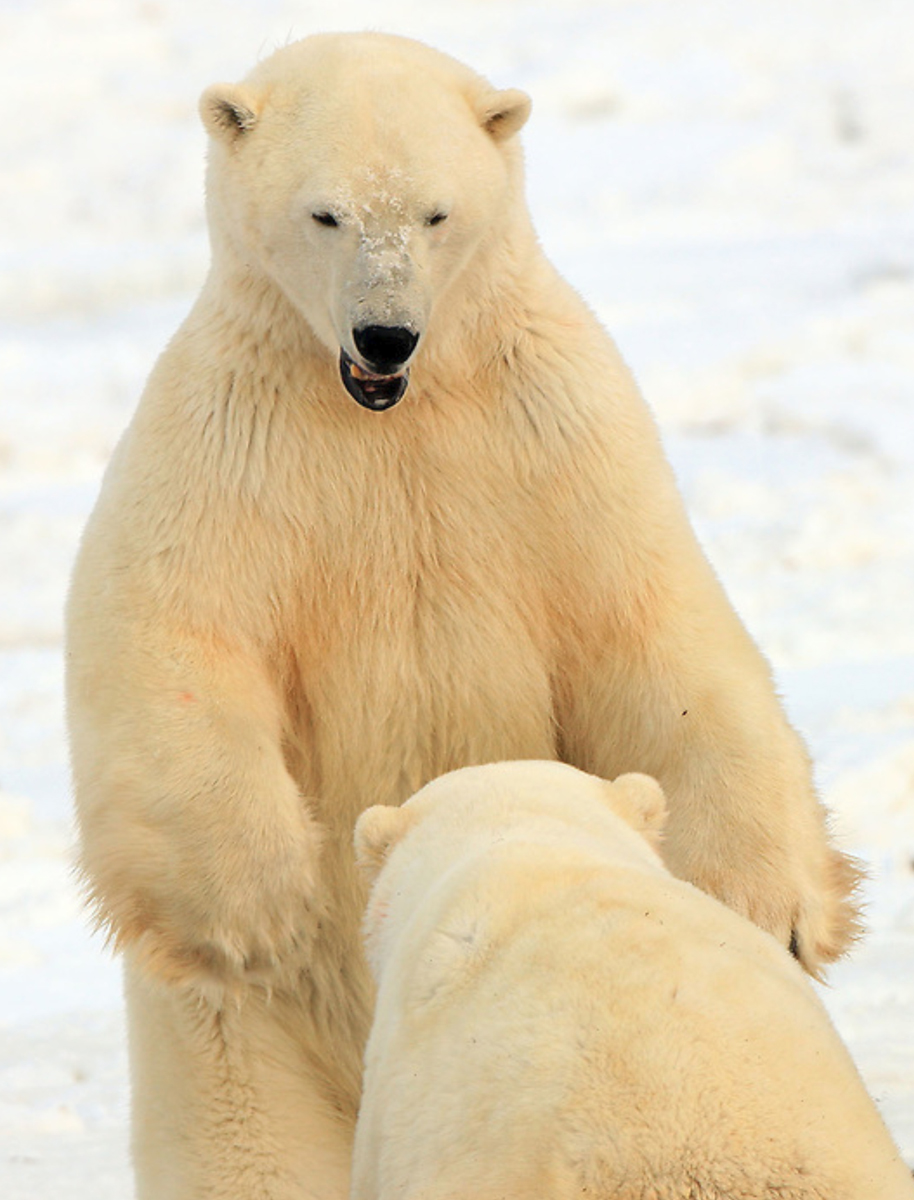 Polar bears sparring at Dymnd Lake Ecolodge.