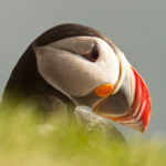 Puffin by Robert Postma.