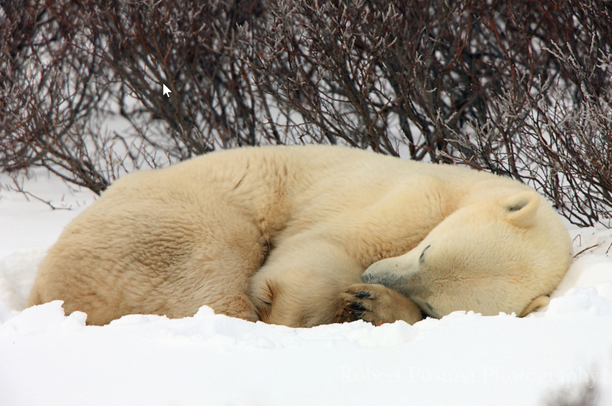 Napping polar bear at Dymond Lake Ecolodge.