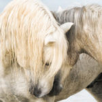 Tender moment among Horses of the Camargue.