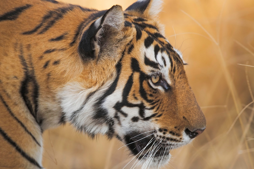 Tiger closeup. Robert Postma photo.