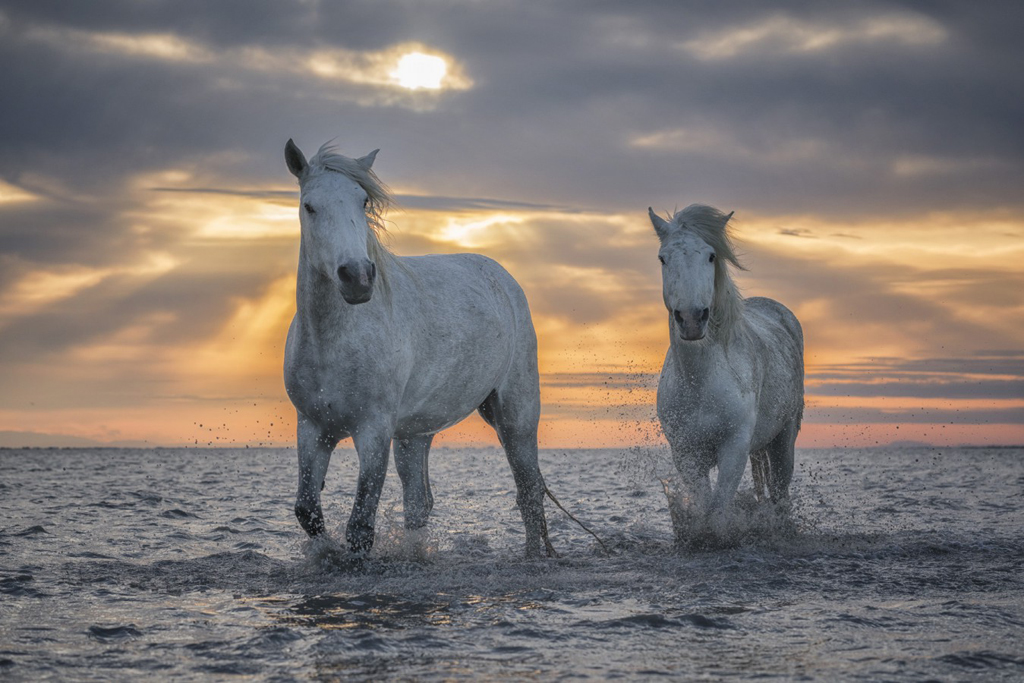 White Horses of Camargue. Robert Postma photo.