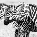 Zebras in Africa.