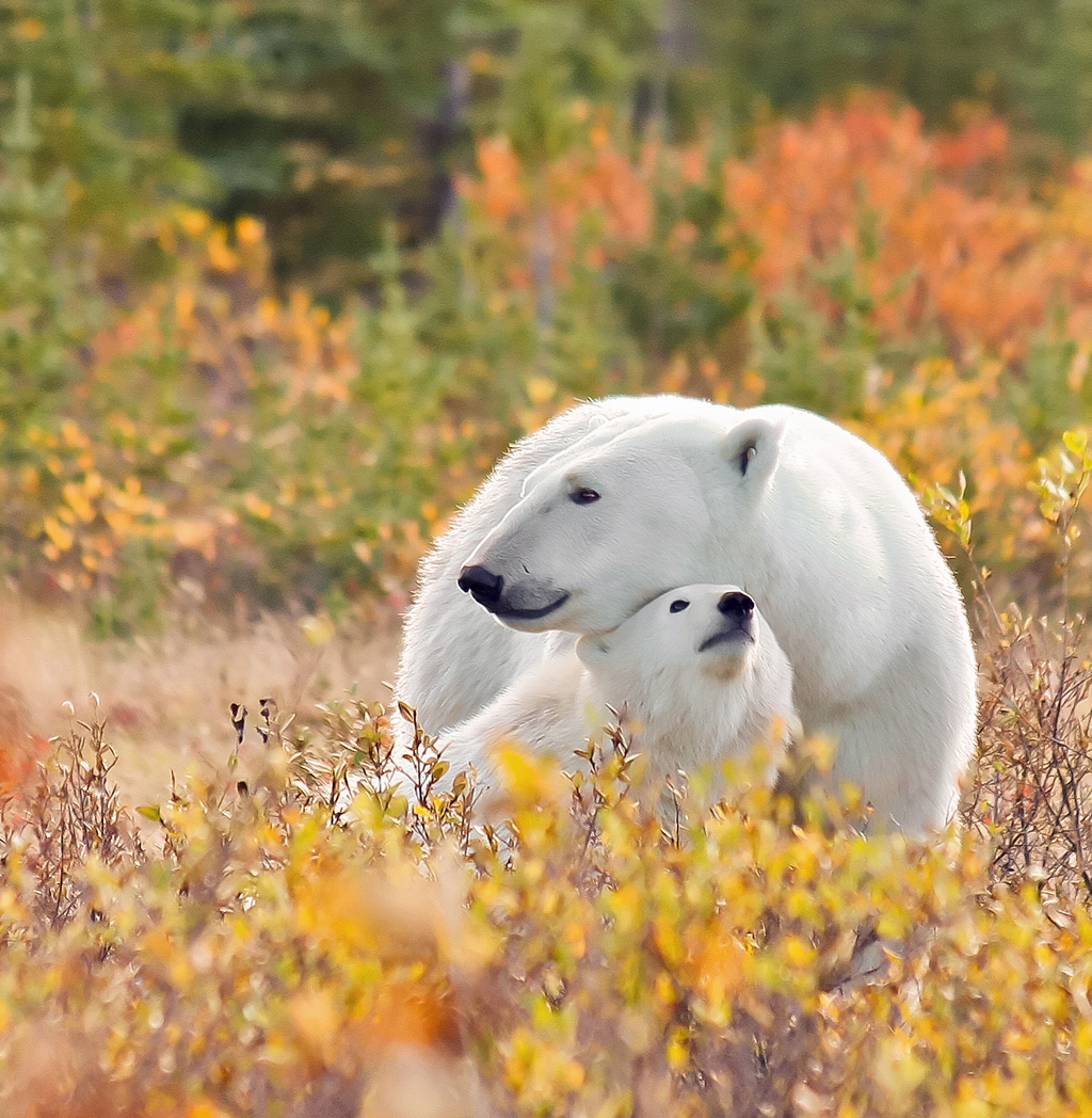 Polar bear Mom and cub. Autumn snuggle at Nanuk. Ramona Boone photo.