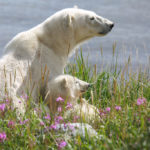 Polar bear mom and cub at Seal River Heritage Lodge. Allison Francoeur photo.