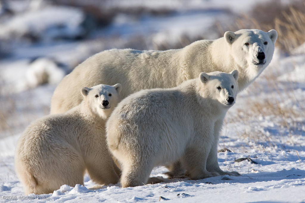 Polar bear Mom and cubs looking back on the Great Ice Bear Adventure. Michael Poliza photo.