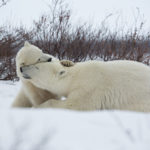 Polar bear cub has a hug for Mom at Seal River Heritage Lodge. Vikram Sahai photo.
