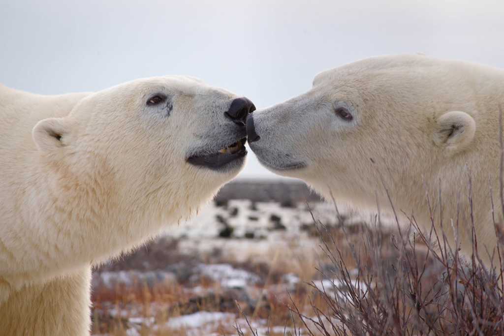 Polar bears conversing at Seal River Heritage Lodge. Daniel D'Auria photo.