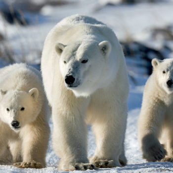 Christmas. A Polar Bear Family Album. - Churchill Wild Polar Bear Tours