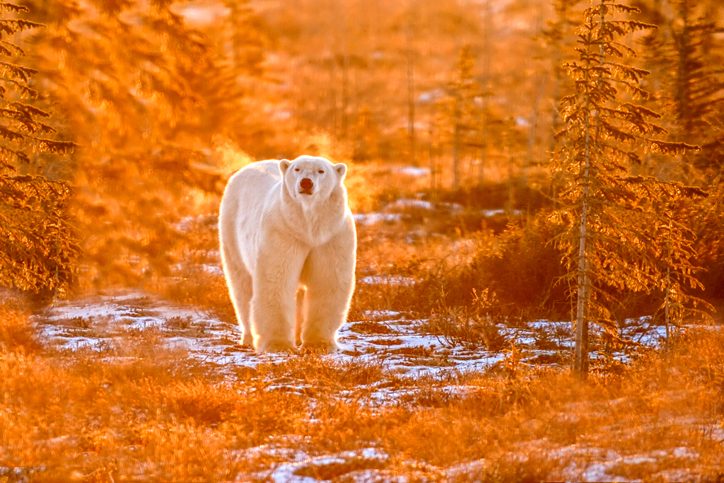 Polar bear in fall frost at Dymond Lake. Dennis Fast photo