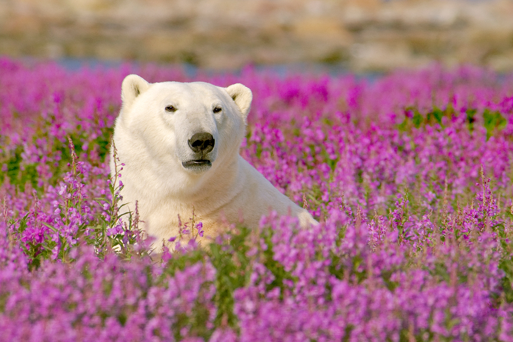 Polar bear in fireweed. Dennis Fast photo