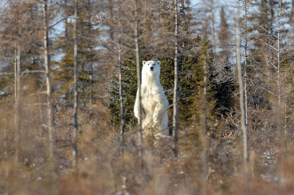 Polar bear in forest at Dymond Lake Ecolodge. CHR1515 TripAdvisor Guest Review Photo.