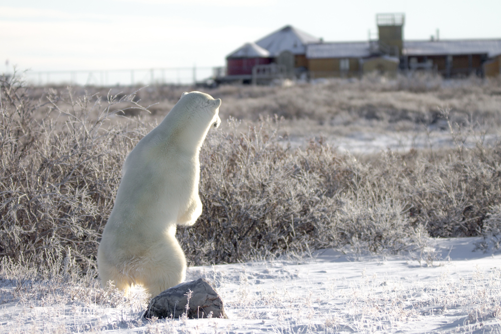 Polar bear keeping an eye on Seal River Heritage Lodge. Tiffany Lacey photo.