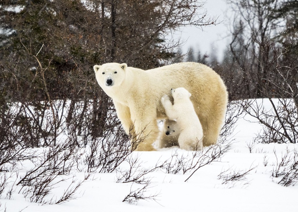 Polar bear cubs with Mom on the Polar Bear Den Emergence Quest. Virginia Huang photo.