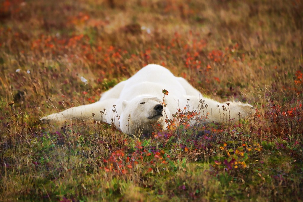 Polar bear splayed out in fall colours at Nanuk Polar Bear Lodge. Ruth Elwell-Steck photo.