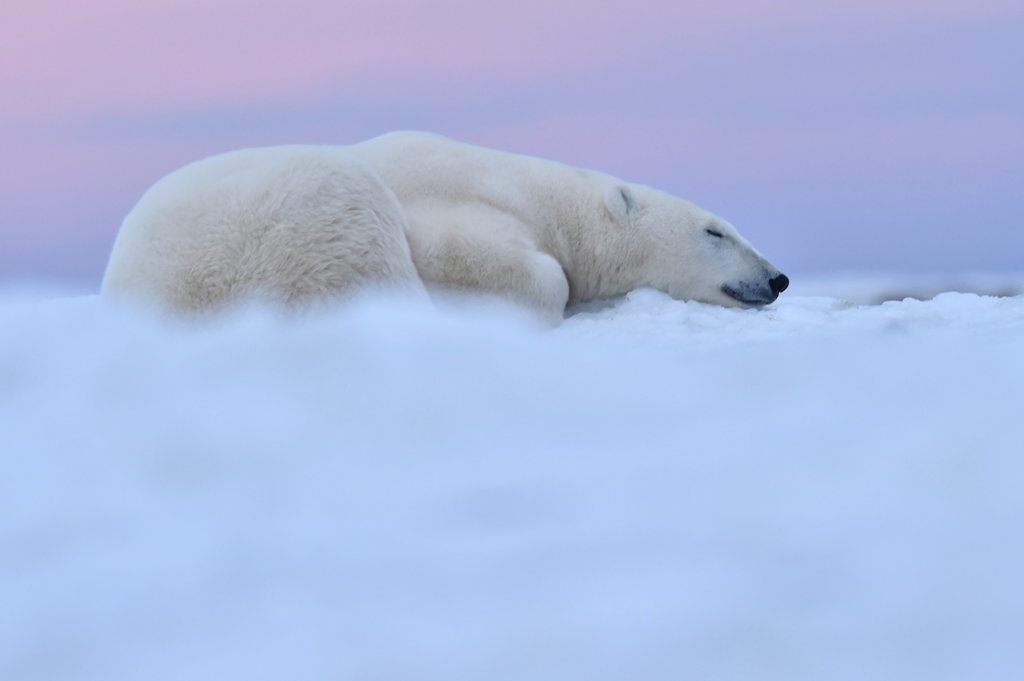 Polar bear on a cloud at Seal River. Ian Johnson photo.