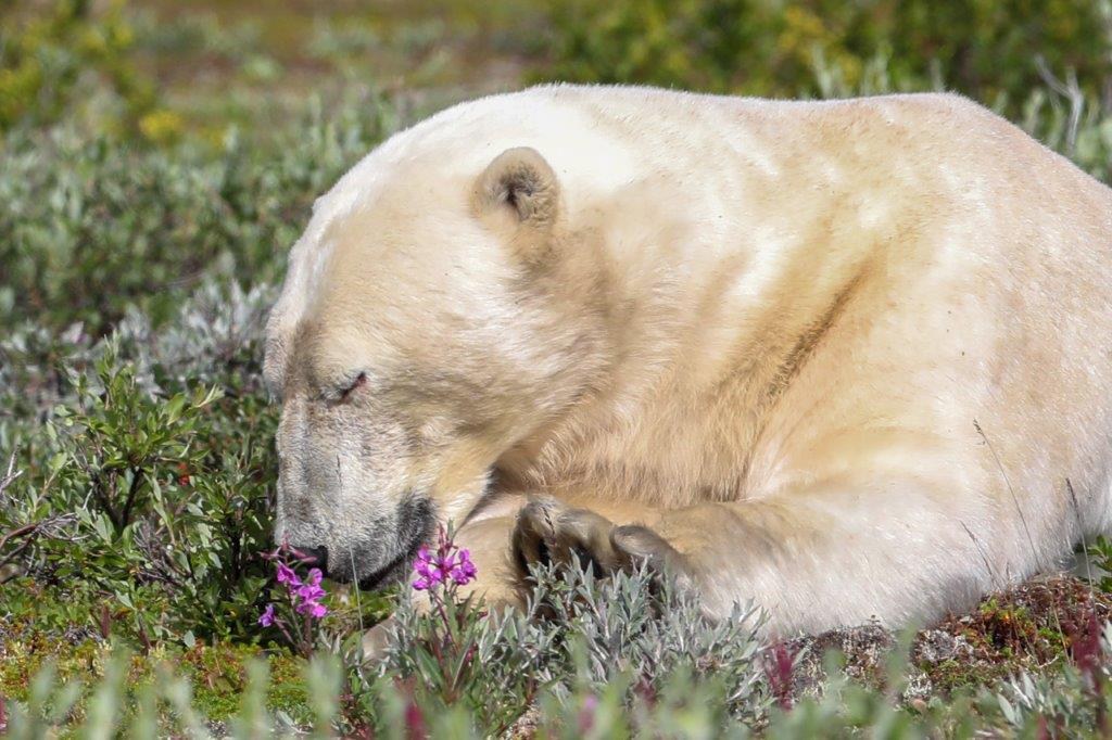 Polar bear smelling the flowers. Seal River Heritage Lodge. Judith Herrdum photo.