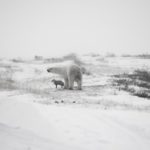 Polar bear and Arctic fox facing a storm at Seal River Heritage Lodge. Birgit-Cathrin Duval photo.