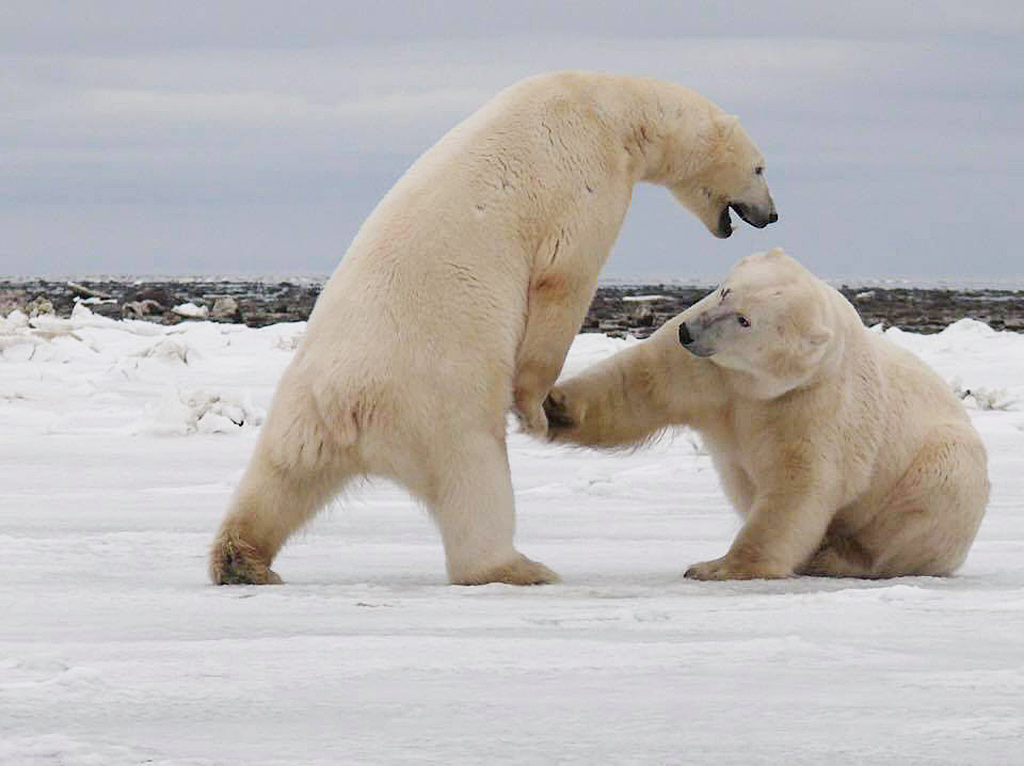 Polar bears sparring on Dymond Lake. Marta Szczycinska Spingardi photo.
